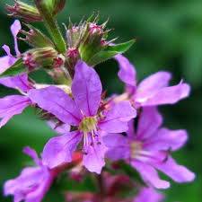 Attēlu rezultāti vaicājumam “Lythrum salicaria leaf”