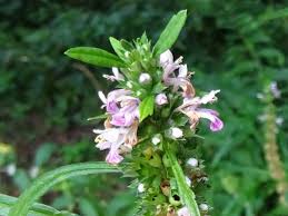 Attēlu rezultāti vaicājumam “Leonurus quinquelobatus flower”