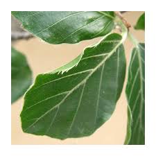 Attēlu rezultāti vaicājumam “Fagus sylvatica fo. laciniata leaf”