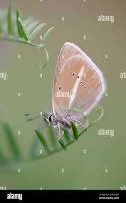 Attēlu rezultāti vaicājumam “Agrodiaetus damon”