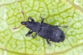 Attēlu rezultāti vaicājumam “Magdalis sp.”