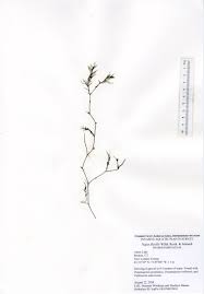 Attēlu rezultāti vaicājumam “Najas flexilis”