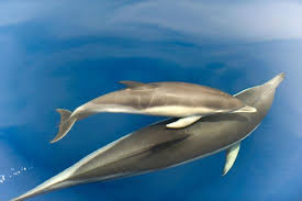 Image result for Delphinus delphis