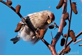 Attēlu rezultāti vaicājumam “Carduelis flammea female”