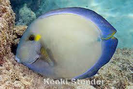 Image result for Acanthurus blochii