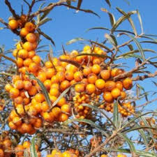 Attēlu rezultāti vaicājumam “Hippophae rhamnoides female flower”