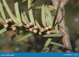 Attēlu rezultāti vaicājumam “Taxus baccata bud”