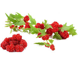 Attēlu rezultāti vaicājumam “Chenopodium polyspermum fruit”