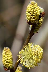 Attēlu rezultāti vaicājumam “Salix cinerea female flower”
