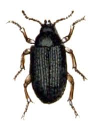 Attēlu rezultāti vaicājumam “Prionychus ater”