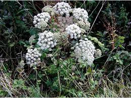 Attēlu rezultāti vaicājumam “Angelica palustris flower”