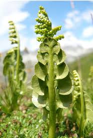 Attēlu rezultāti vaicājumam “Botrychium multifidum”