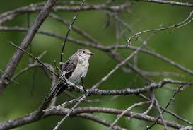 Attēlu rezultāti vaicājumam “Ficedula hypoleuca juvenile”