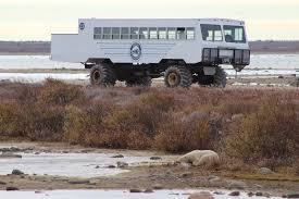 Image result for tundra buggy