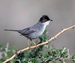 Image result for Sylvia rueppelli