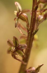 Attēlu rezultāti vaicājumam “Listera ovata fruit”