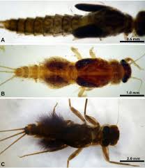 Attēlu rezultāti vaicājumam “Ephemeroptera larva”