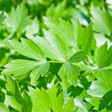 Attēlu rezultāti vaicājumam “Levisticum officinale leaf”