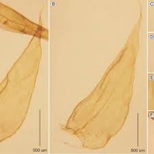 Attēlu rezultāti vaicājumam “Plagiothecium latebricola macro”