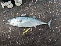 Image result for Euthynnus affinis