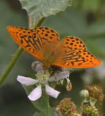 Attēlu rezultāti vaicājumam “Argynnis paphia male”
