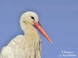 Attēlu rezultāti vaicājumam “Ciconiiformes”