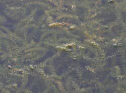 Attēlu rezultāti vaicājumam “Hydrocharitaceae”