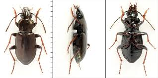 Attēlu rezultāti vaicājumam “Pterostichus oblongopunctatus”