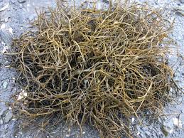 Attēlu rezultāti vaicājumam “Enteridium olivaceum”