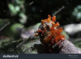 Attēlu rezultāti vaicājumam “Metatrichia sp.”