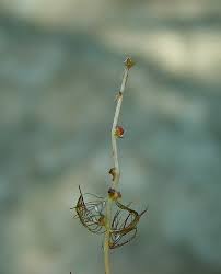 Attēlu rezultāti vaicājumam “Myriophyllum alterniflorum”