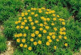 Image result for Inula hirta