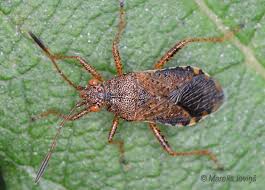 Attēlu rezultāti vaicājumam “Rhopalus maculatus imago”