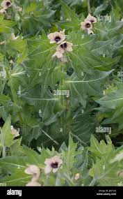 Image result for bilsenkraut