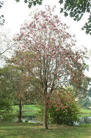 Attēlu rezultāti vaicājumam “Sorbus hybrida”