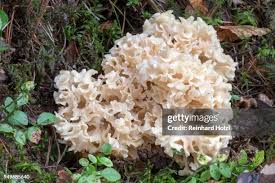 Attēlu rezultāti vaicājumam “Sparassis crispa”