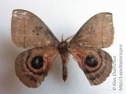 Attēlu rezultāti vaicājumam “Epirranthis diversata upperside”