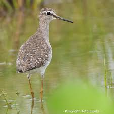 Attēlu rezultāti vaicājumam “Tringa glareola”