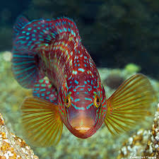 Image result for Symphodus melops