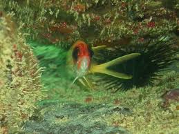 Image result for Holocentrus adscensionis