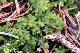 Attēlu rezultāti vaicājumam “Trichocolea tomentella sporophyte”