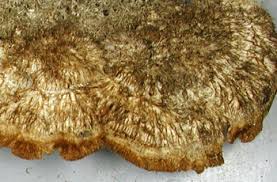 Attēlu rezultāti vaicājumam “Coriolopsis trogii”