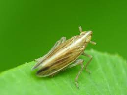 Attēlu rezultāti vaicājumam “Delphacidae”