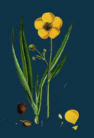 Attēlu rezultāti vaicājumam “Ranunculus lingua”