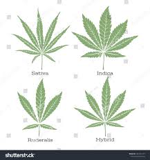 Attēlu rezultāti vaicājumam “Cannabis sativa leaf”