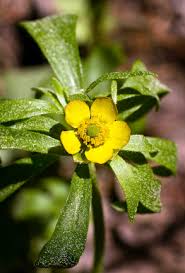Attēlu rezultāti vaicājumam “Ranunculus elatior leaf”