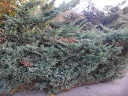 Attēlu rezultāti vaicājumam “Gelechia scotinella”