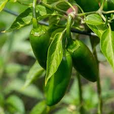 Afbeeldingsresultaat voor hungarian sweet apple sweet pepper