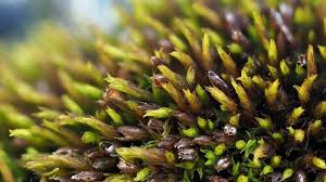 Attēlu rezultāti vaicājumam “Schistidium dupretii”