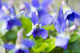 Image result for Viola odorata
